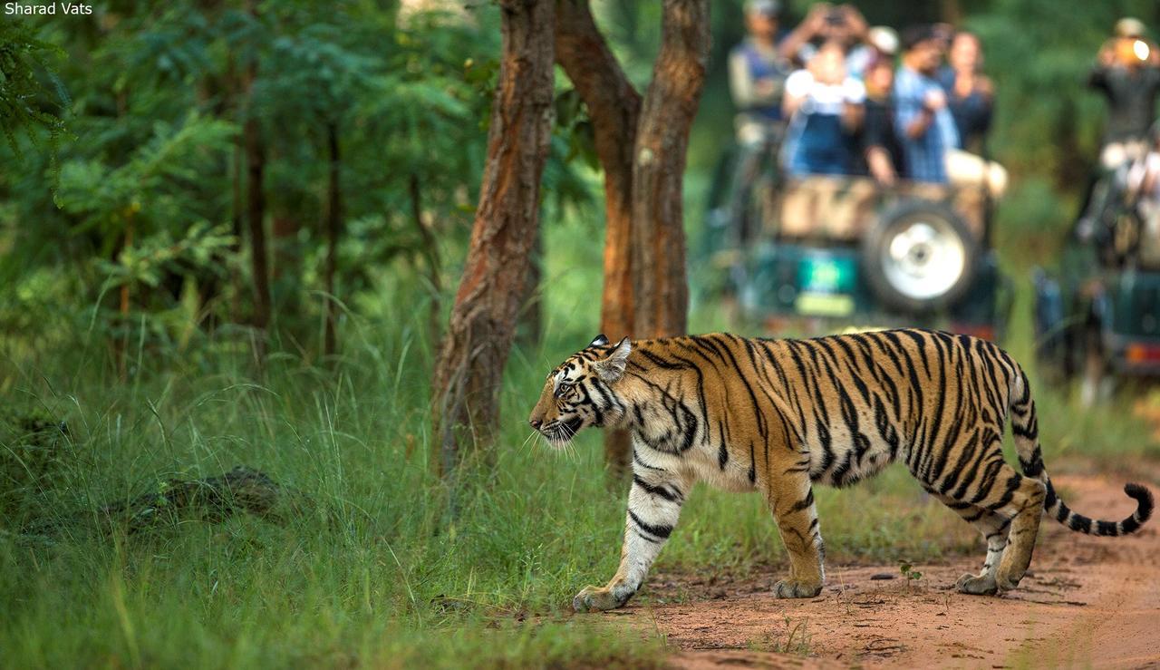 Tiger'S Den Resort Bandhavgarh National Park Buitenkant foto