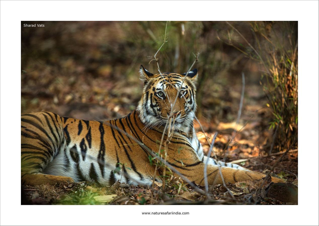 Tiger'S Den Resort Bandhavgarh National Park Buitenkant foto