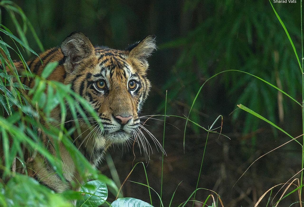 Tiger'S Den Resort Bandhavgarh National Park Buitenkant foto